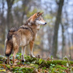 El Tribunal Supremo fija los criterios sobre la caza del lobo con la finalidad de evitar daños al ganado