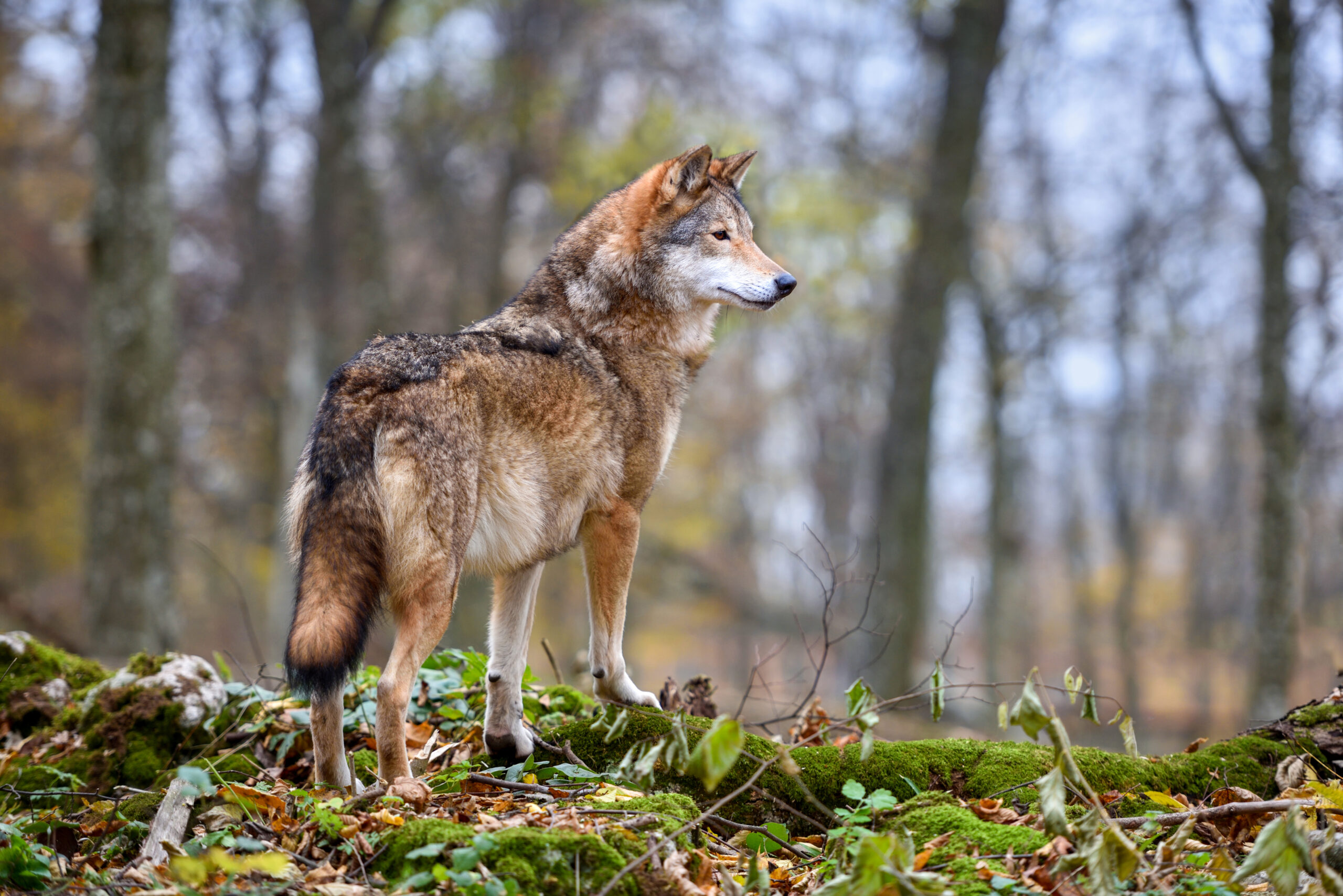 Wolf (Canis lupus) in autumn forest. Grey wolf in natural habita