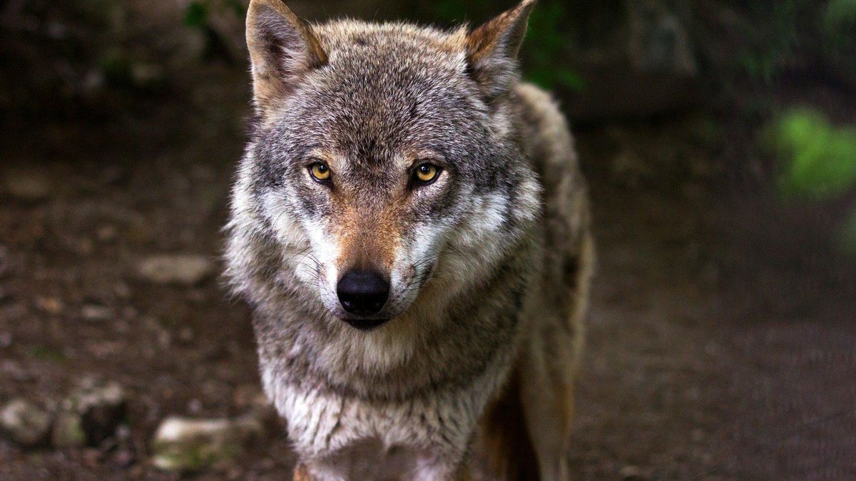 Anulación del Plan de Control del Lobo Lobo en su hábitat natural, observando atentamente.